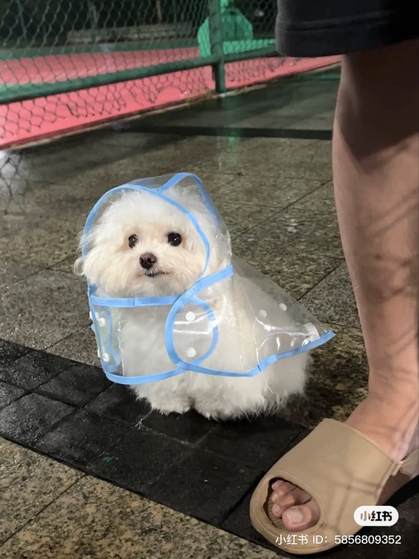 곳곳 소나기소식있네요~~멍뭉이~(0)