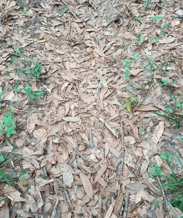 뱀을 찾아보세요~(0)