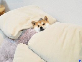 꿀잠하세여(0)