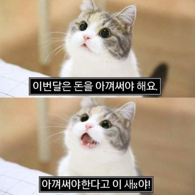 초심을 잃었습니다(0)