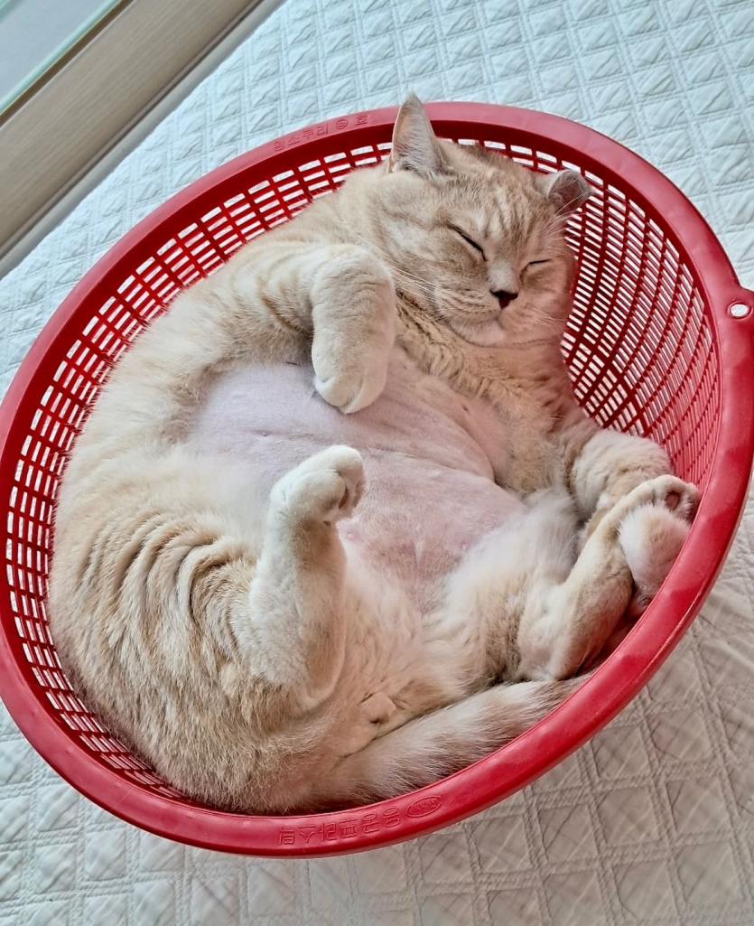 무사귀가했습네다(0)