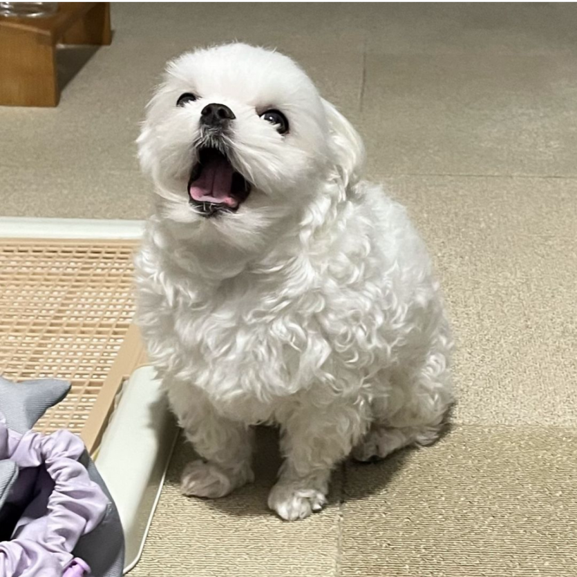 뭐야..렉 개꿀이잖아 ⭐️(0)