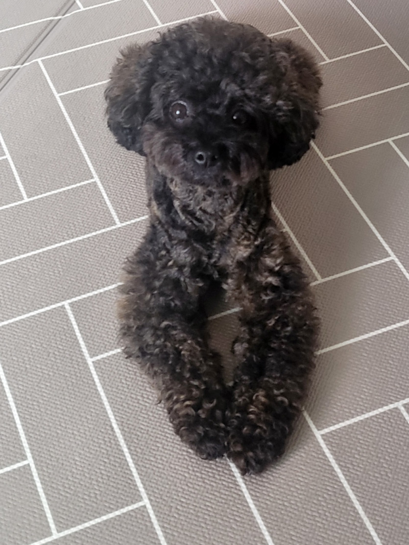 어이 집사~ 어여 내놔~(0)