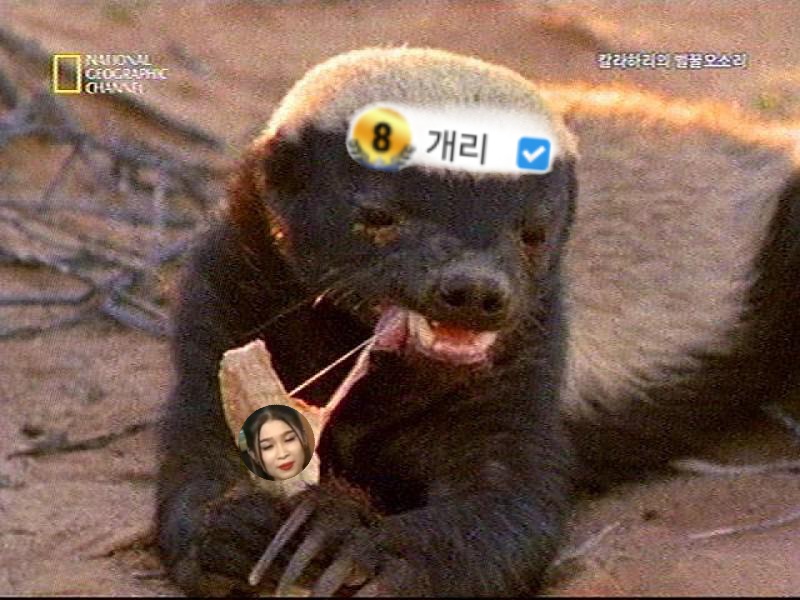 개리님 벌꿀오소리신가요??(0)