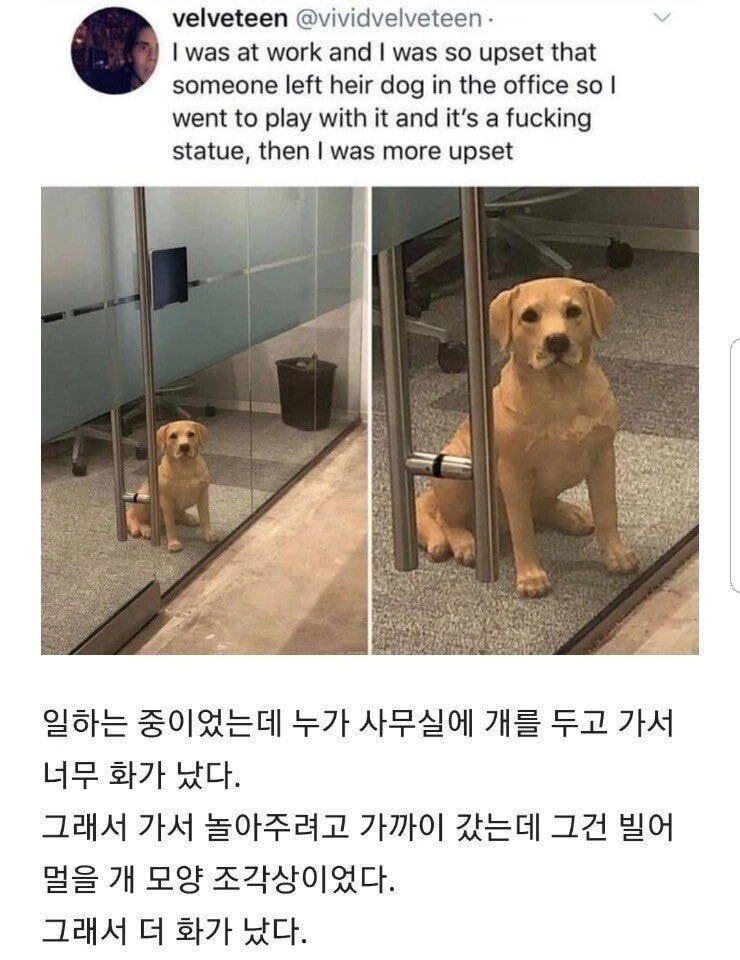 사무실에 개를 두고 간 직원에게 빡친 이유(0)