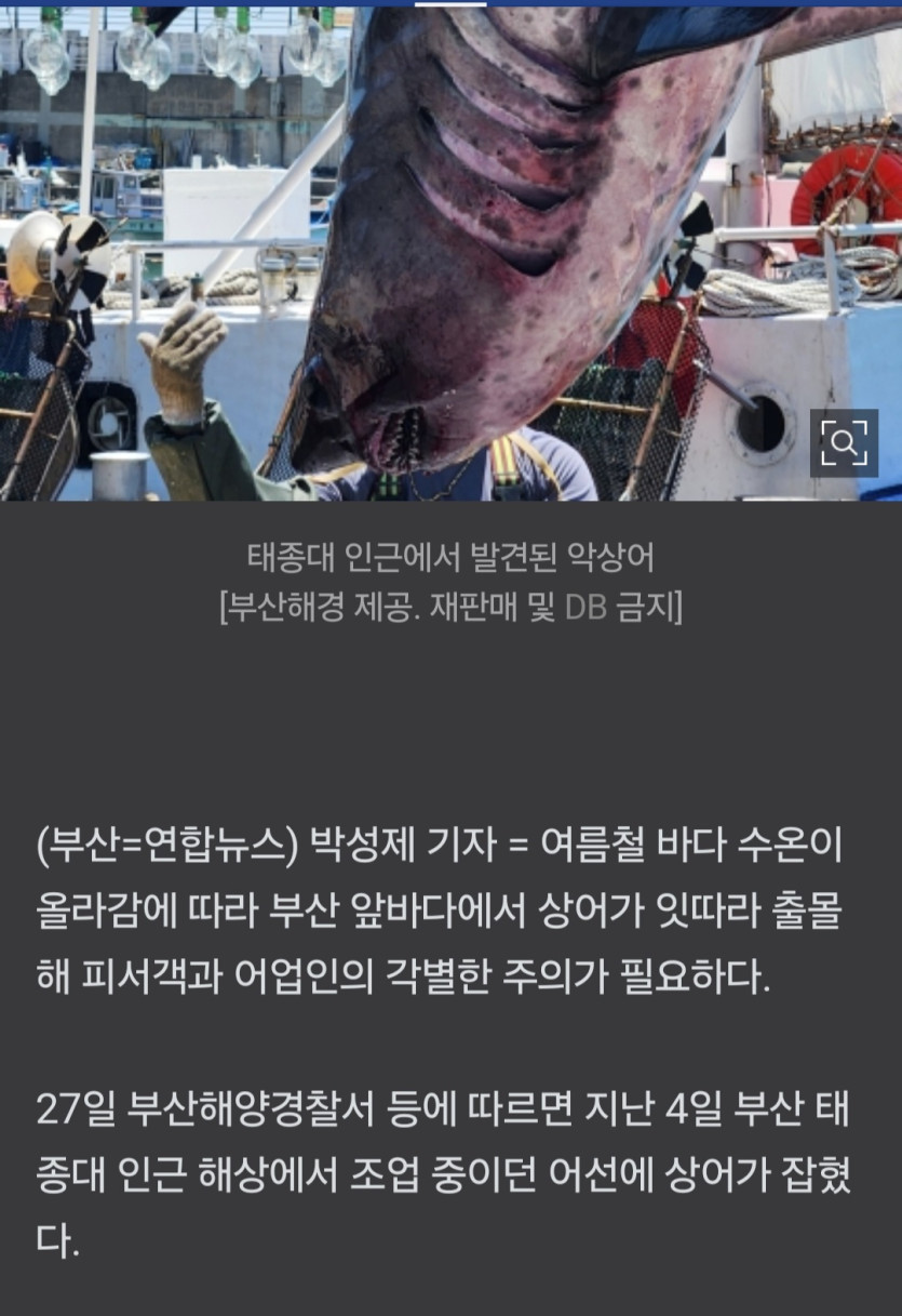 부산앞바다 악상어 출몰(0)