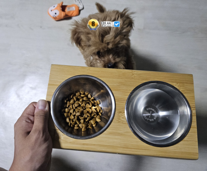 멍쓰 밥먹입니다.(1)