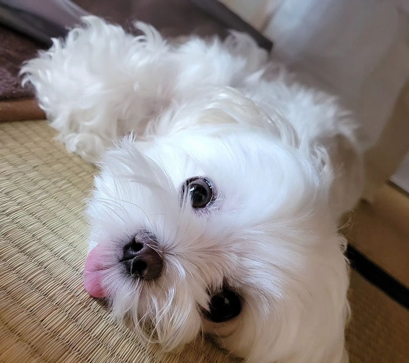 포바 패치됐나여?? ❤️(0)