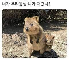 형 다시왔다.(0)