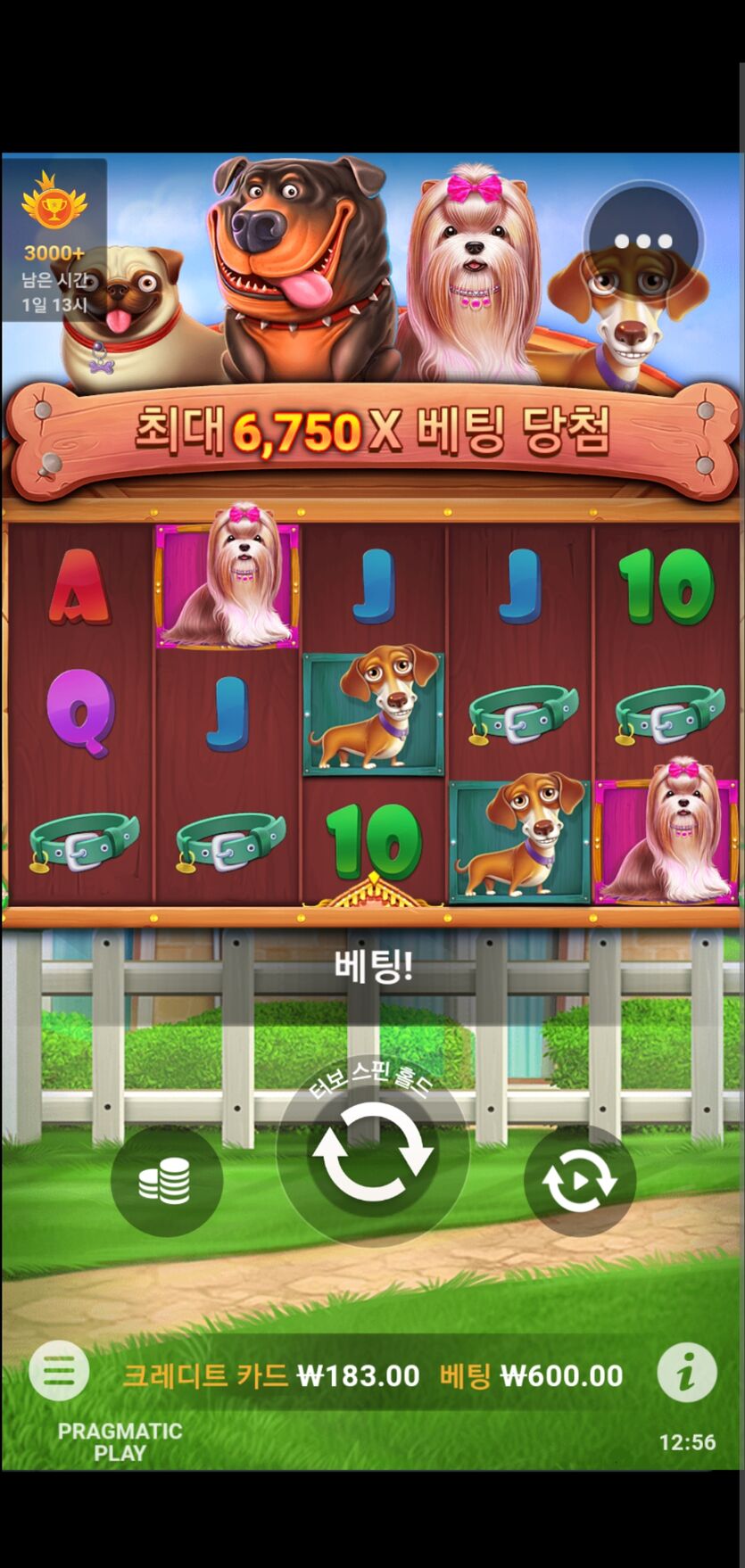 벳엔드 개집(0)